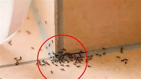 家里有蚂蚁 竫意思